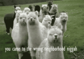 You Came to the Wrong Neighborhood
