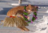 Dodge Cat