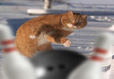 Dodge Cat