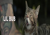 Lil Bub
