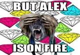 Scene Wolf