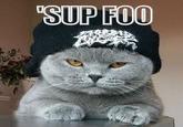 LOLcats