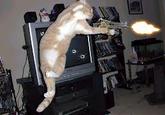 LOLcats