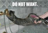 LOLcats