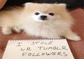 Dogshaming
