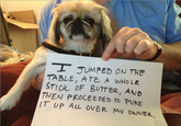 Dogshaming