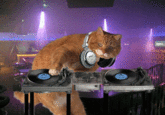 Dodge Cat