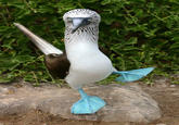 Birds with Arms