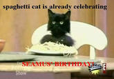 Spaghetti Cat
