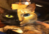 Venus the Two Faced Cat