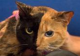 Venus the Two Faced Cat