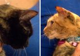 Venus the Two Faced Cat