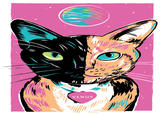 Venus the Two Faced Cat