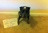 Dogshaming
