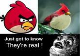 Angry Birds