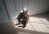 Venus the Two Faced Cat