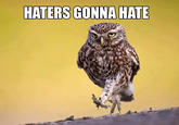 Haters Gonna Hate