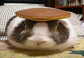 Pancake Bunny