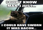 Introspective Pug