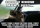 Introspective Pug