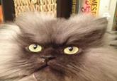 Colonel Meow
