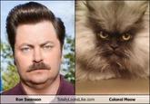 Colonel Meow