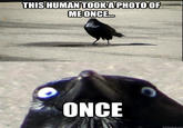 Insanity Crow
