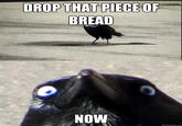 Insanity Crow