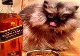 Colonel Meow
