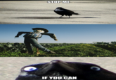 Insanity Crow