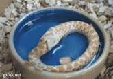 Om Nom Nom Nom