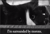 Henri, Le Chat Noir