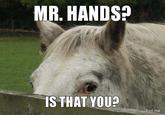 2 Guys 1 Horse / Mr. Hands