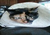 Cat Breading