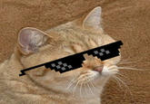 Starecat / Grafics Cat