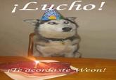 Oye Lucho, El perro del lucho