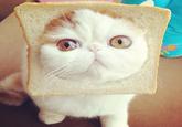 Snoopy the Cat