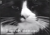 Henri, Le Chat Noir