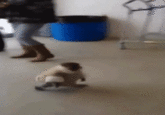 IKEA Monkey