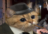Starecat / Grafics Cat