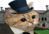 Starecat / Grafics Cat