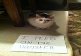 Dogshaming