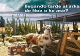 Ola K Ase