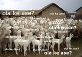 Ola K Ase