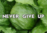 Lettuce / It Says "Never Give Up"