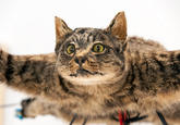 Orvillecopter / Helicopter Cat