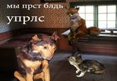 Stoned Fox (Упоротая лиса)