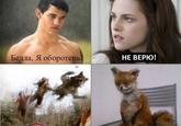 Stoned Fox (Упоротая лиса)
