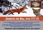 Stoned Fox (Упоротая лиса)