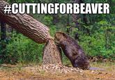 #CuttingForBieber